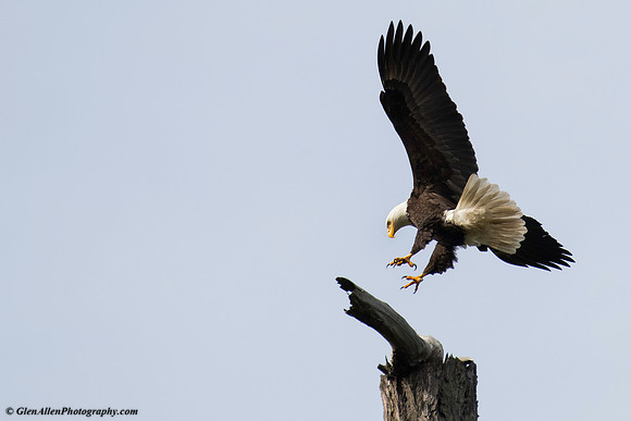 Bald eagle