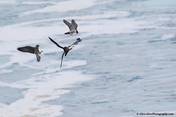Peregrine Falcon