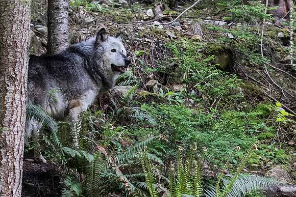 Gray Wolf