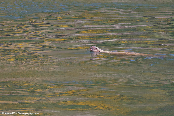 Harbor Seal
