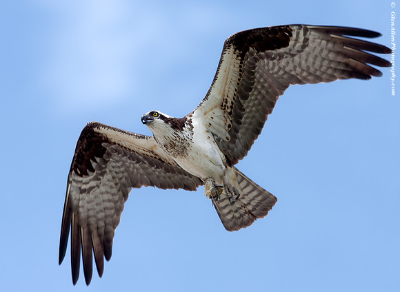 Osprey