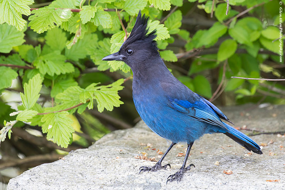 Steller's Jay