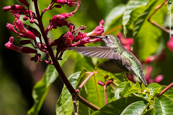 Anna's Hummingbird