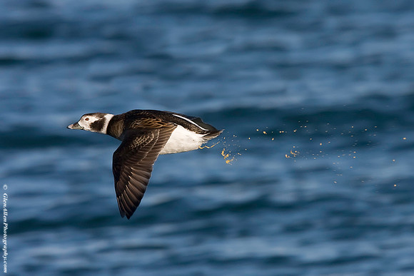 Long-tailed Duck