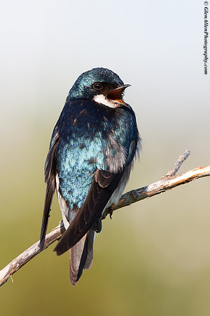 Tree Swallow