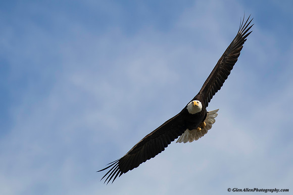 Bald eagle