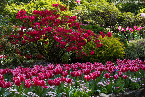 Buchart Gardens