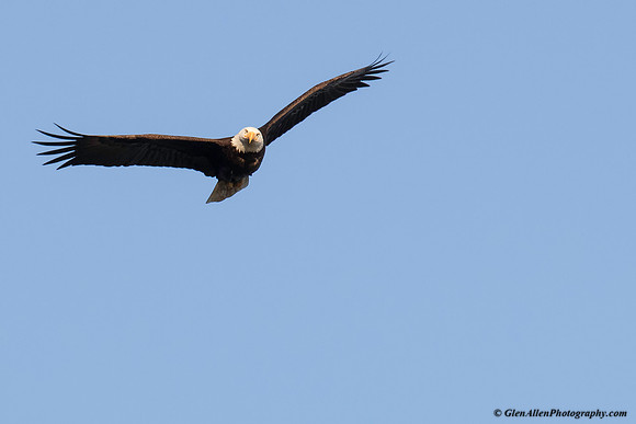 Bald eagle