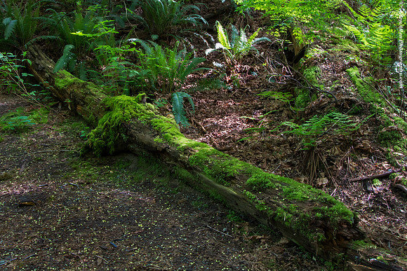 Mossy Path