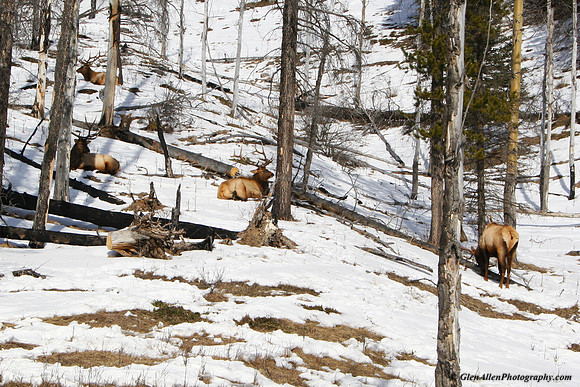 Elk