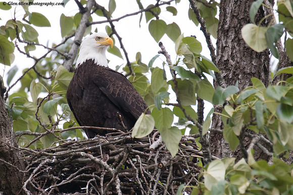 Bald eagle