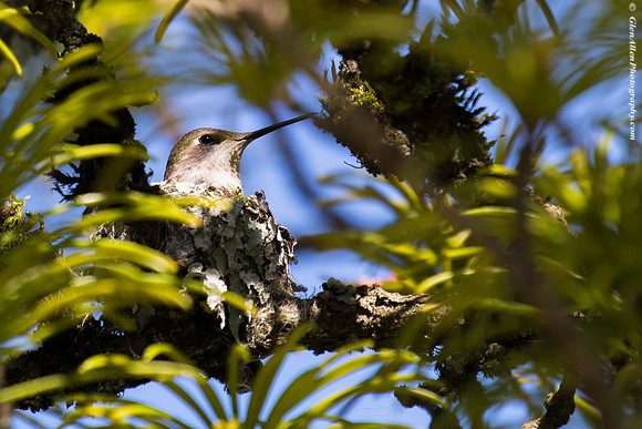 Anna's Hummingbird