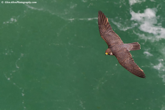 Peregrine Falcon