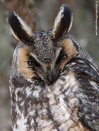 Long-eared Owl