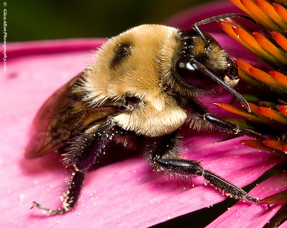 Bumble Bee