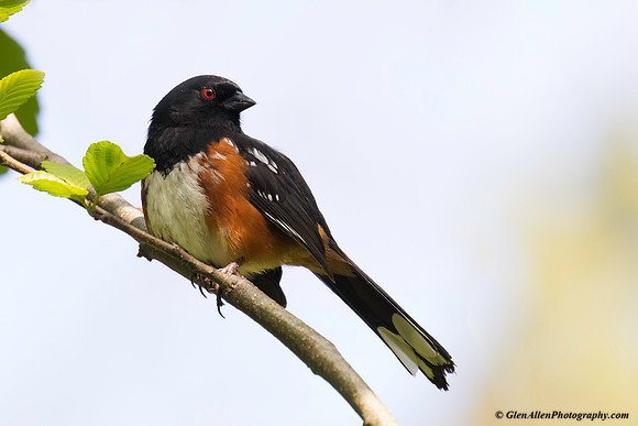 Spotted Towhee