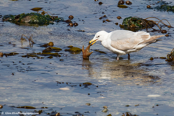 Gull eating Star Fish