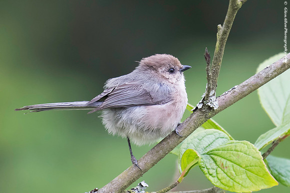 Bushtit