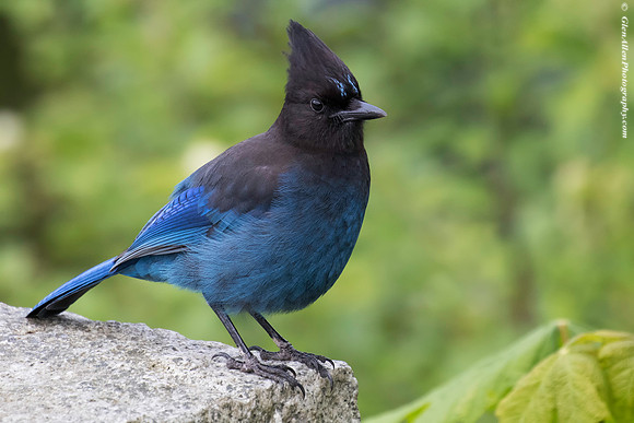 Steller's Jay