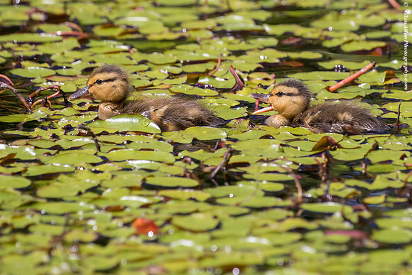 Mallard Chicks