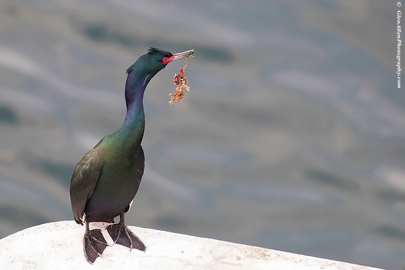 Pelagic Cormorant