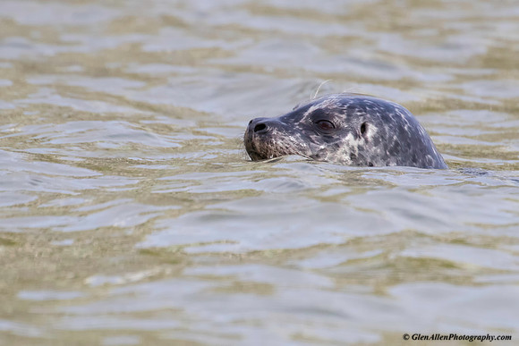 Harbor Seal