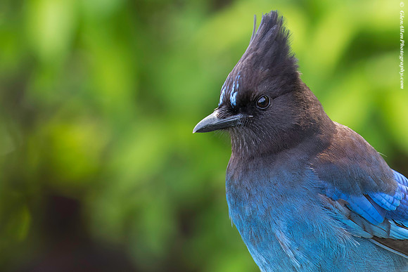 Steller's Jay