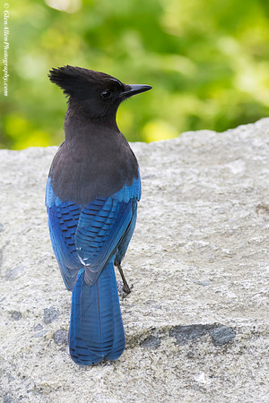 Steller's Jay