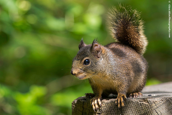 Douglas Squirrel