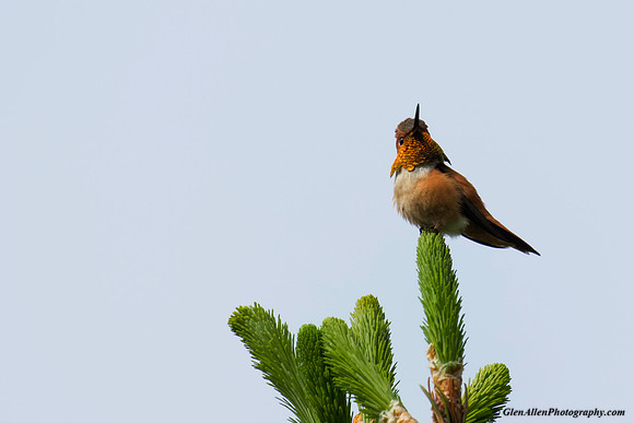 Rufous Hummingbird