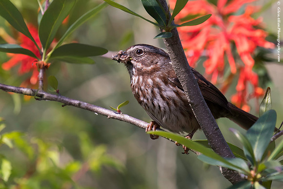 Song Sparrow