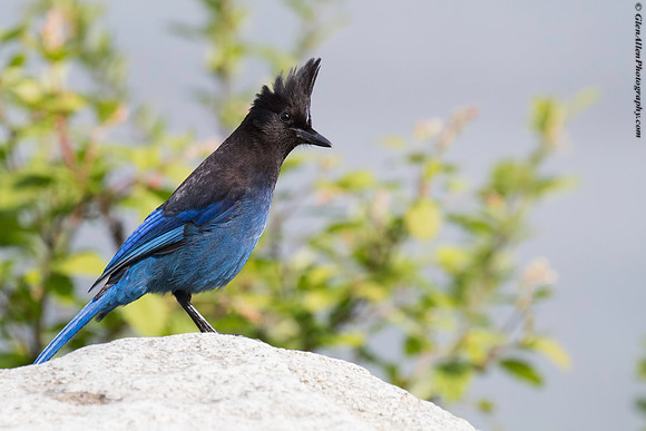 Steller's Jay