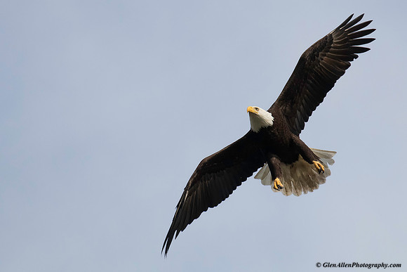 Bald eagle