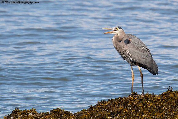 Great blue heron