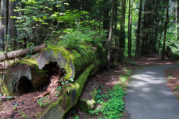 Mossy Path