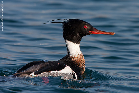 Red-breasted Merganser