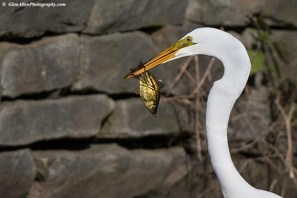 Great Egret