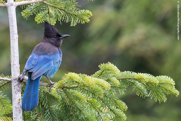 Steller's Jay