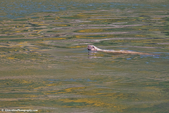 Harbor Seal