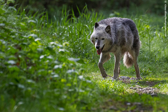 Gray Wolf