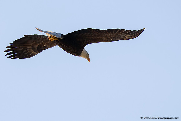 Bald eagle