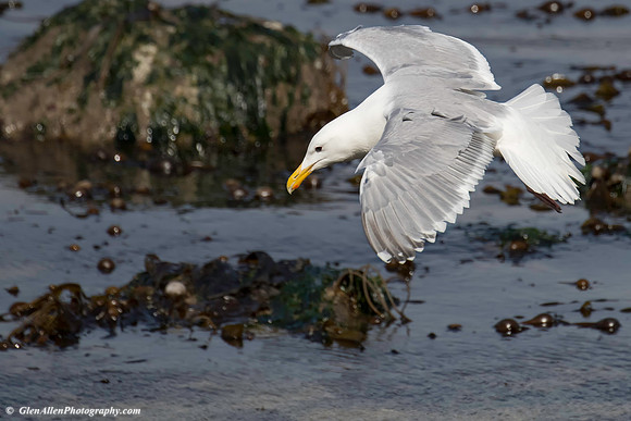Gull