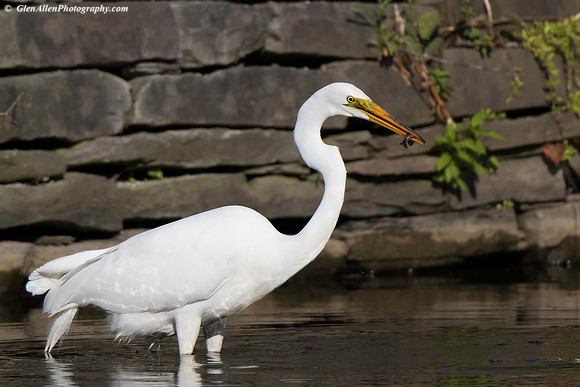 Great Egret