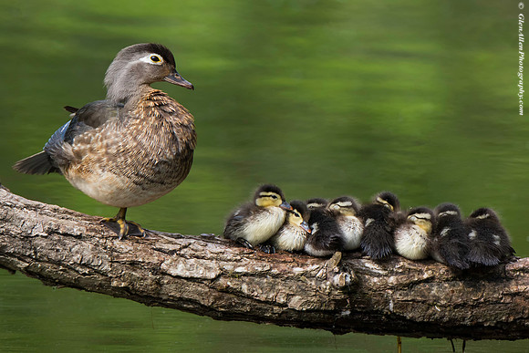 Wood Duck