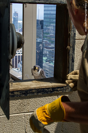 MNR Biologist retrieves chicks