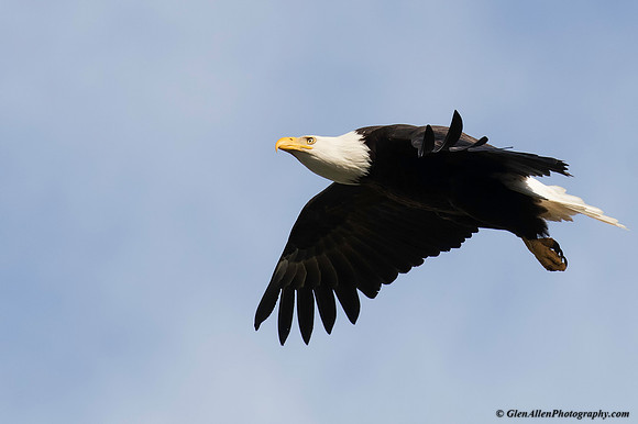 Bald eagle