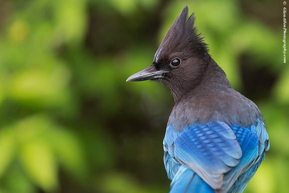 Steller's Jay