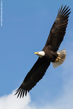 Bald eagle