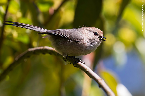 Bushtit