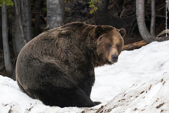 Grizzly Bear